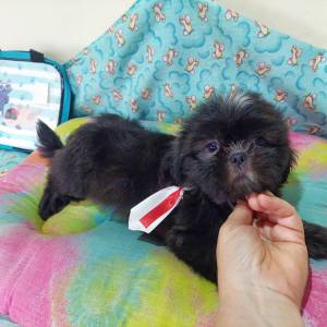 Filhote Shihtzu Macho preto e branco