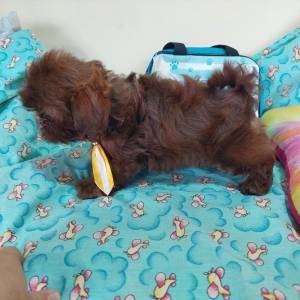 Filhote Shihtzu Macho chocolate slido