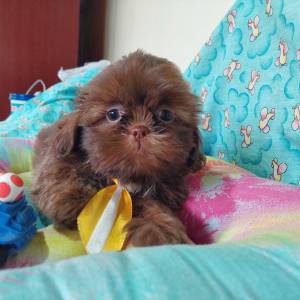 Filhote Shihtzu Macho chocolate slido