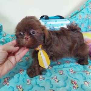 Filhote Shihtzu Macho chocolate slido