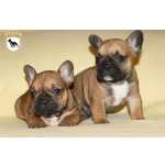 Bulldog Francs Bouledogue Francs Com LOP E AFIXO