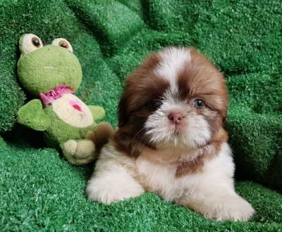 Shih tzu fmea