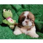 Shih-tzu Shih tzu fmea Pernambuco Olinda