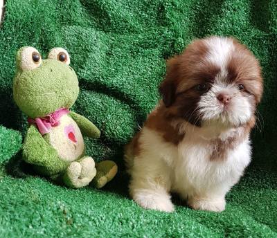 Shih tzu fmea