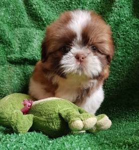 Shih tzu fmea