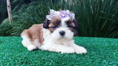 Shih-tzu filhotes em Curitiba