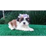 Shih-tzu Shih-tzu filhotes em Curitiba Paran Curitiba