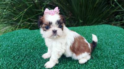 Shih-tzu filhotes em Curitiba
