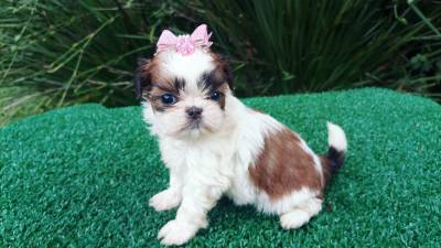 Shih-tzu filhotes em Curitiba