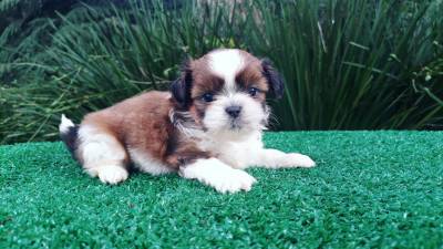 Shih-tzu filhotes em Curitiba