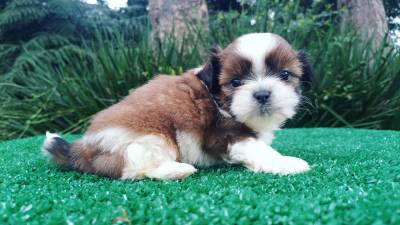 Shih-tzu filhotes em Curitiba