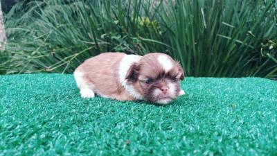 Shih-tzu filhotes em Curitiba