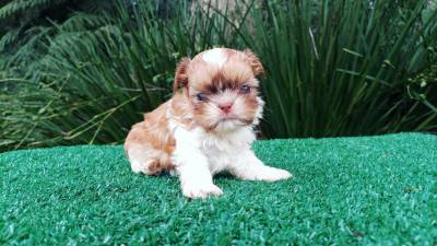 Shih-tzu filhotes em Curitiba