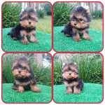 Yorkshire Terrier Yorkshire lindos filhotes - criao tica responsvel em Curitiba e regio metropolitana Paran Curitiba