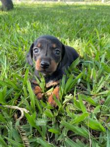 Filhotes de dachshund ano