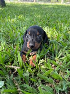 Filhotes de dachshund ano