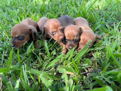 Filhotes de dachshund ano