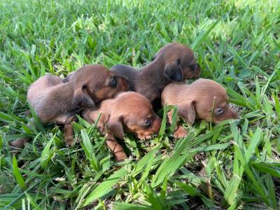 Filhotes de dachshund