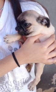 Filhotes de pug