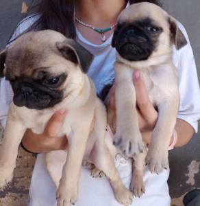 Filhotes de pug