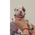 Bulldog Ingls Bulldog Ingles Setbal Azeitao