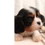 Cavalier King Charles CAVALIER KING CHARLES