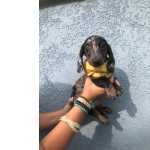 Dachshund BASSET MINI TECKEL UM ULTIMO  MACHO ALERQUIM PARC DEZ X ENTREGO HOJE So Paulo Osasco