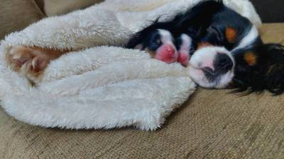 Cavalier King Charles Spaniel