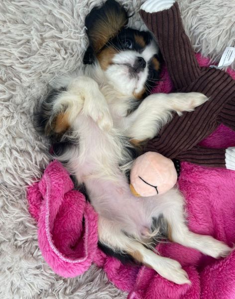 Cavalier King Charles Spaniel