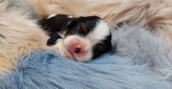 Cavalier King Charles Spaniel