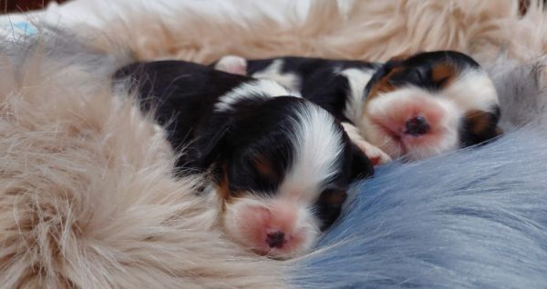 Cavalier King Charles Spaniel