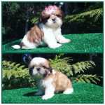 Shih-tzu Filhotes de Shih-tzu em Curitiba at DEZ X sem juros Paran Curitiba