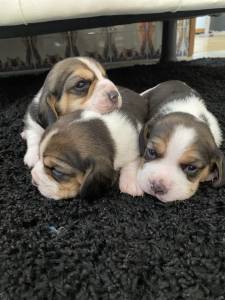 Beagle Tricolor