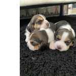 Beagle Beagle Tricolor Santarm Samora Correia