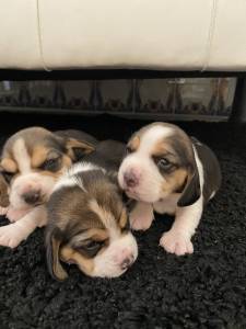 Beagle Tricolor