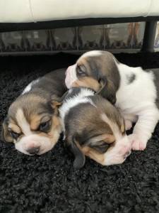 Beagle Tricolor