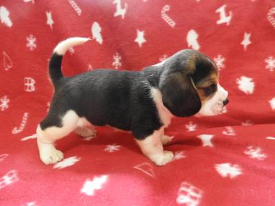 Beagle Tricolor