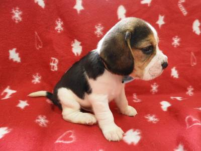 Beagle Tricolor