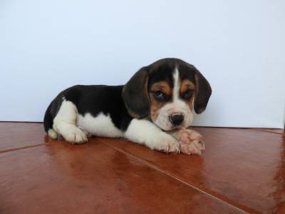 Beagle Tricolor