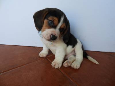 Beagle Tricolor