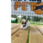 Jack Russel Terrier ENGRAADSSIMOS FILHOTES DE JACK RUSSEL PARA TE ENCANTAR FILHOTES  VENDA CRIADOS POR MDICA VET So Paulo So Paulo