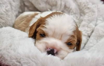 Cavalier King Charles Spaniel