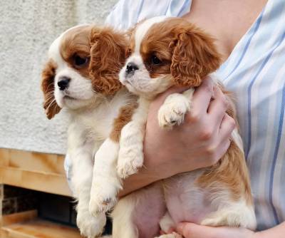 Cavalier King Charles Spaniel