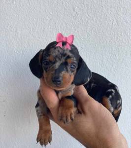 Filhotes de dachshund ano