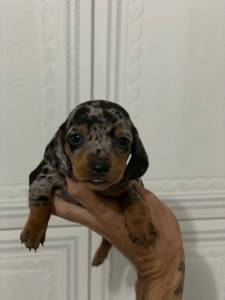 Filhotes de dachshund ano