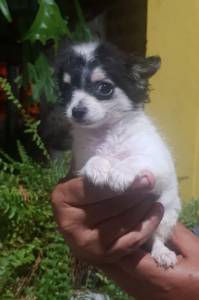 Chihuahua macho com pedigree
