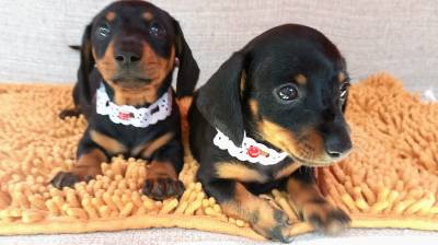 BASSET MINI TECKEL MACHOS E FMEAS E DOURADO PARC DEZ X ENTREGO HOJE CHAMA NO ZAP