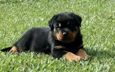 FILHOTES DE ROTTWEILER DISPONVEL