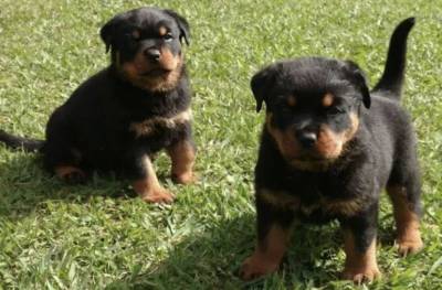 FILHOTES DE ROTTWEILER DISPONVEL