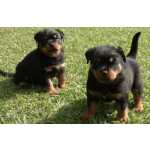 Rottweiler FILHOTES DE ROTTWEILER DISPONVEIS So Paulo Granja Viana